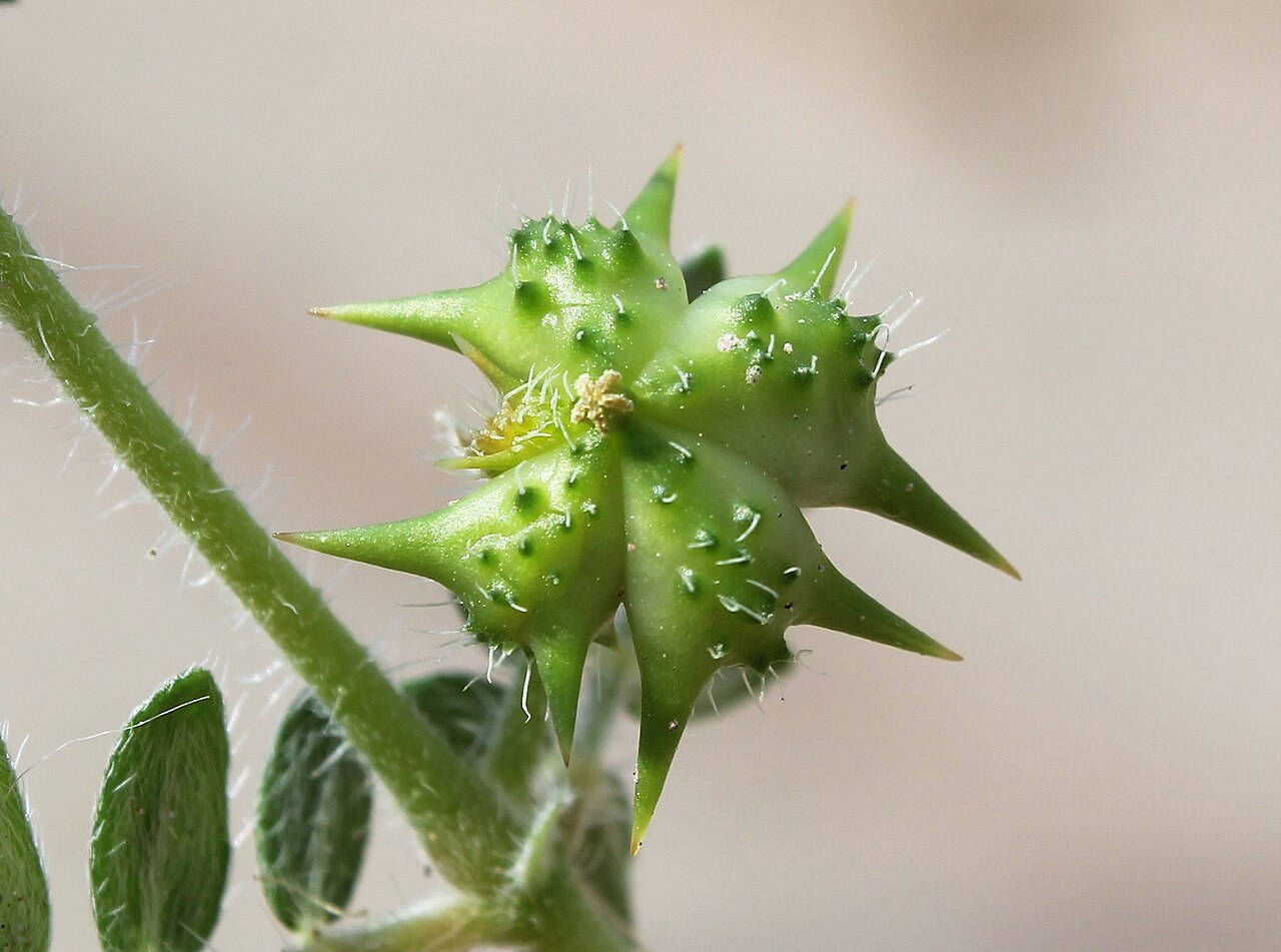 Плод на бабини зъби (Tribulus terrestris) отблизо: зелена капсула с остри шипове