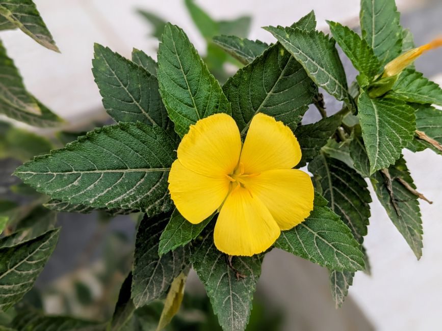 Жълтият цвят на бабини зъби (Tribulus terrestris), от чиито плодове се извлича екстрактът.