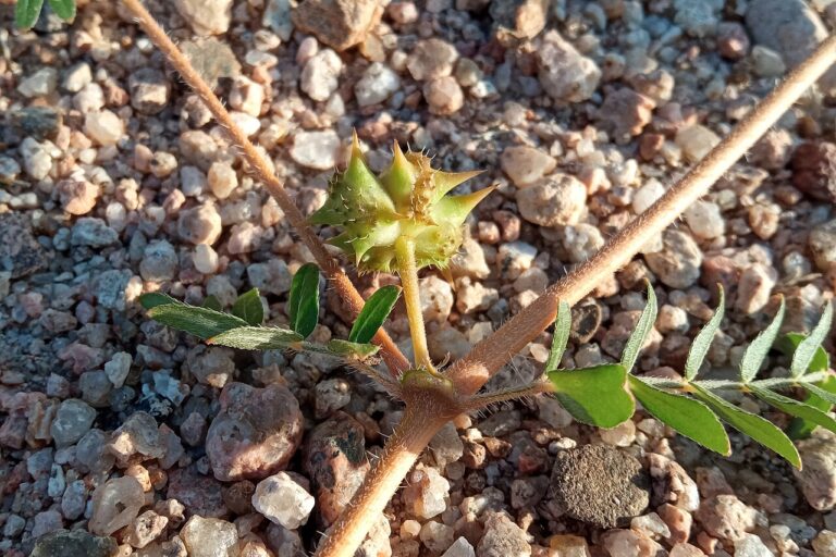 Плод на бабини зъби (Tribulus terrestris) с характерните шипове, върху каменист терен