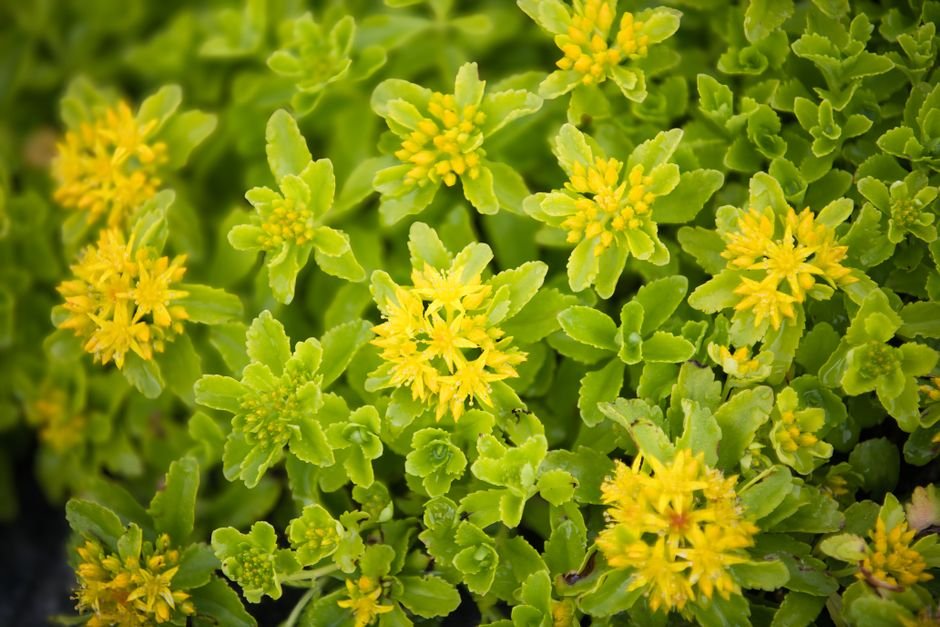 Родиолата е от семейство Дебелецови, като жълтата тлъстига (Sedum acre) на снимката.
