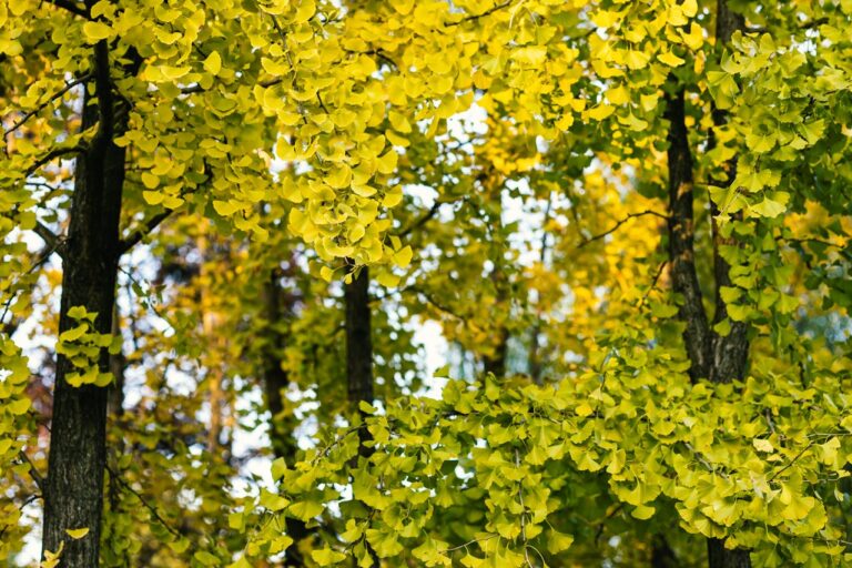 Yellow ginkgo leaves highlighting the vibrant autumn season in a serene forest setting.