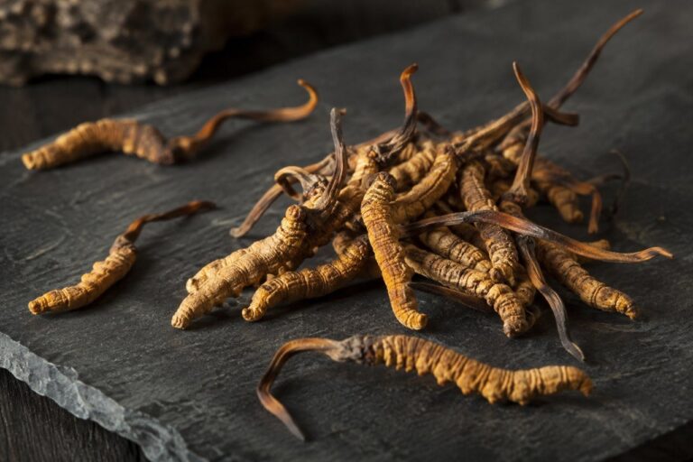 Изсушени екземпляри от кордицепс (Cordyceps sinensis): оранжево-кафяви стъбла, израснали от ларви, върху тъмна каменна плоча.