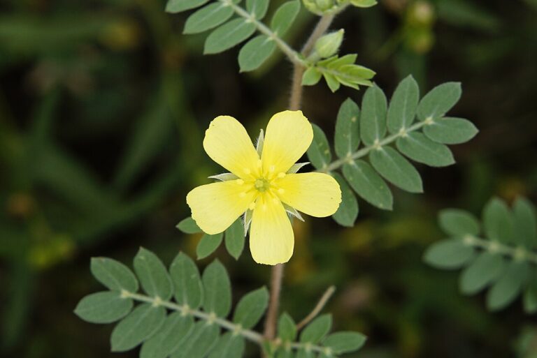 Жълт петлистен цвят на бабини зъби (Tribulus terrestris) сред перести листа на пълзящото растение.
